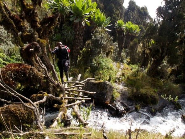 Kingston using a typical log bridge to cross the upper Bujuku River.