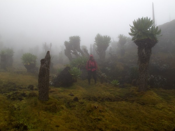 Freshfield pass.  Fog and bog.