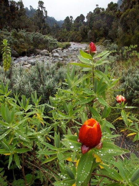 St. John's Wort on the banks of the Mubuku river.