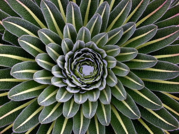 Giant lobelia