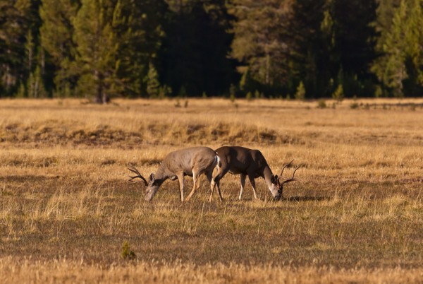 Oh, Deer!